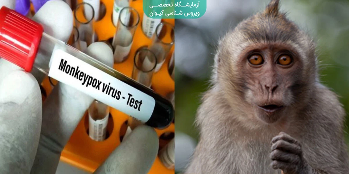 آبله میمون