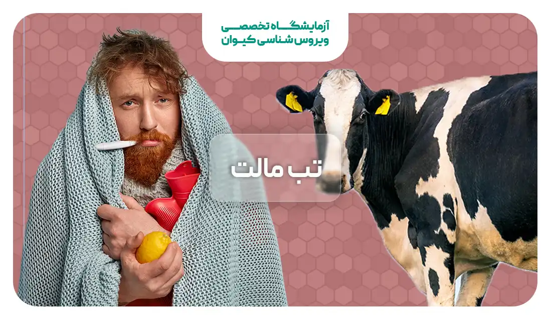 تب مالت