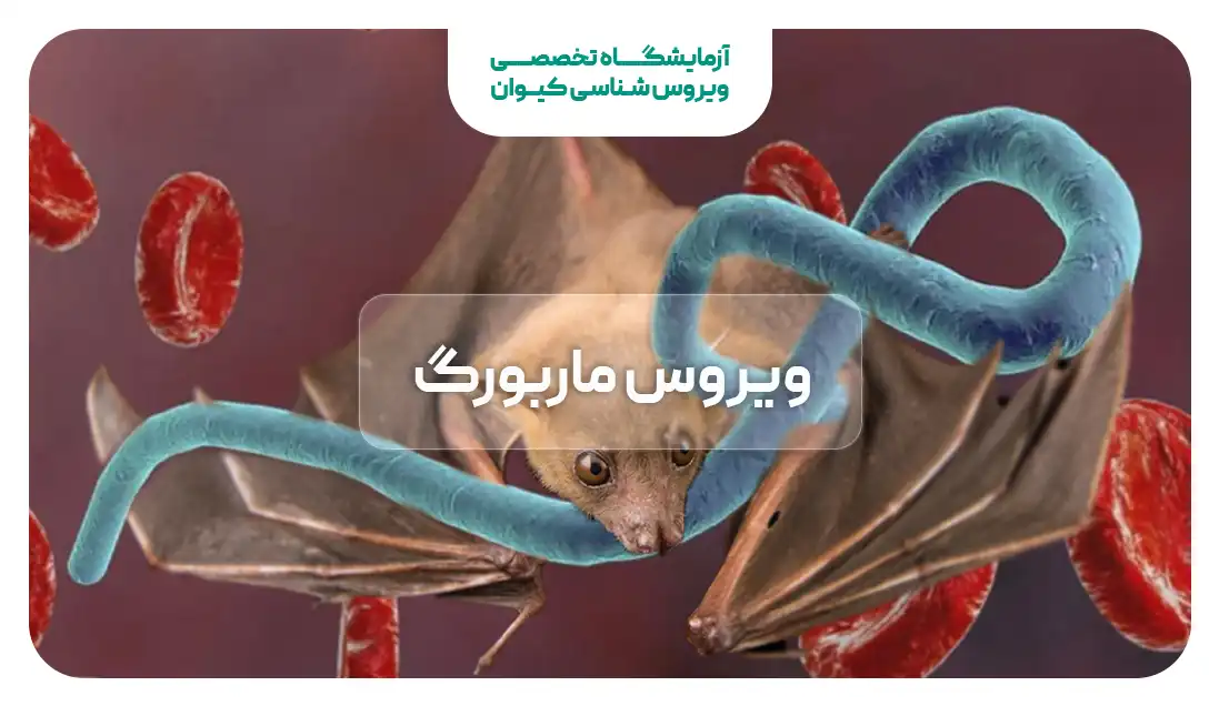 ویروس ماربورگ