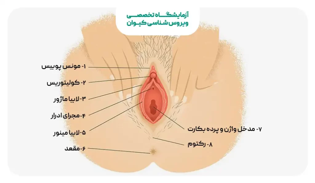 بخش خارجی آناتومی واژن
