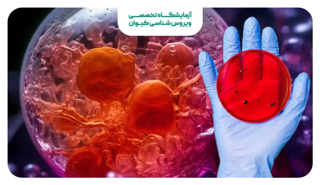 کاربرد سلول بنیادی