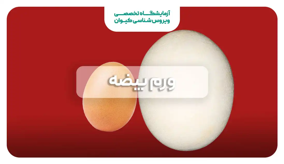 ورم بیضه چیست؟
