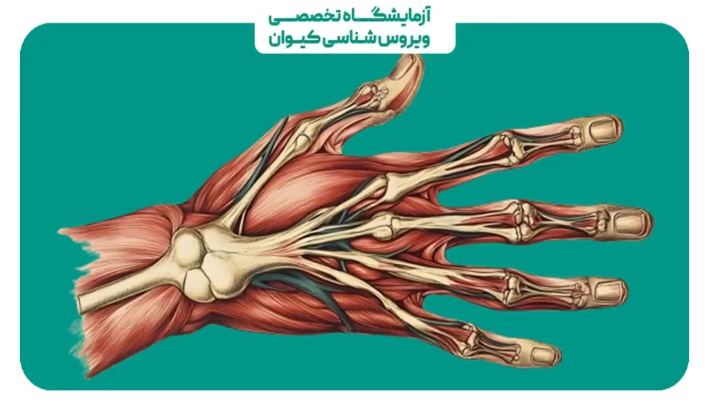 آناتومی دست