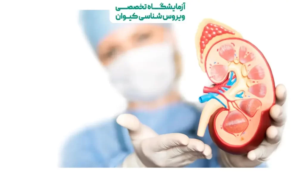 معاینه کلیه راست