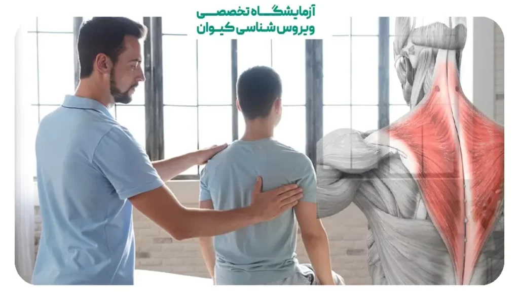 تشخیص علت درد پشت شانه