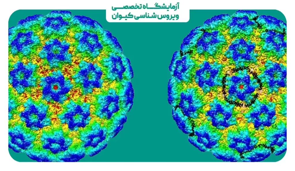 در مردان HPV